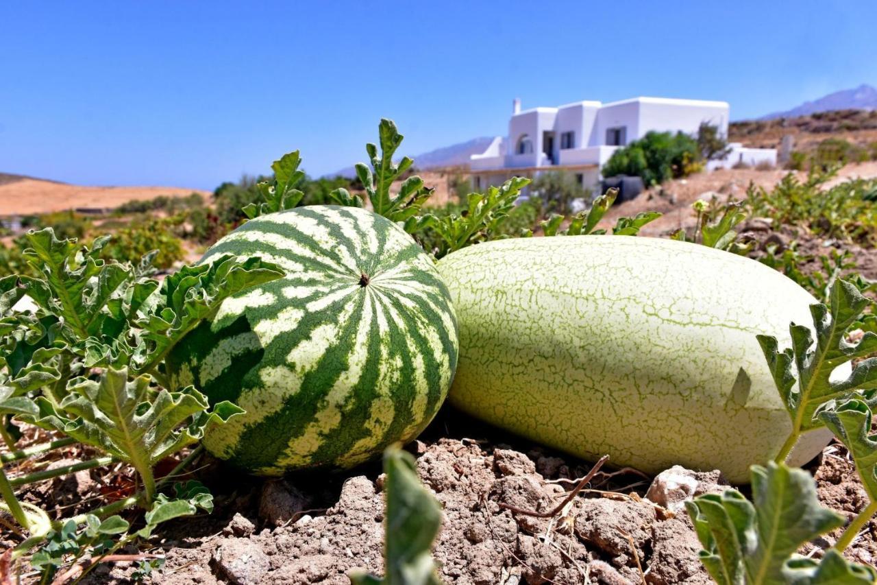 Relaxia Estate Naxos Lägenhet Galini  Exteriör bild